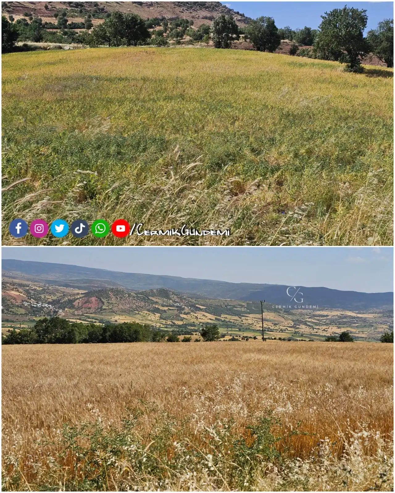 Image from Çermik Gündemi Ve Haberleri: Bereketli topraklarımızda yetişen Nohut ve Buğday tarlaları. Rabbim be...