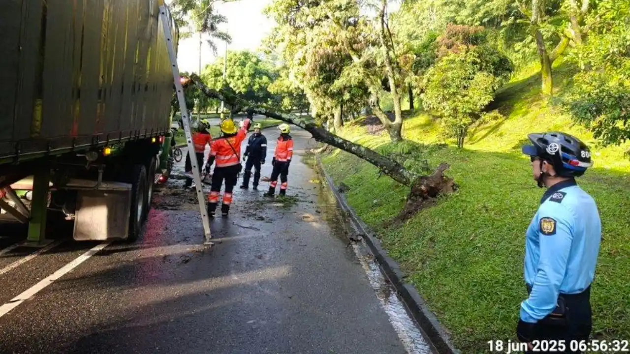 Image from Hora 13 Noticias: *¡Hay taco! Caída de árbol sobre vehículo provoca cierre vial en la Ca...