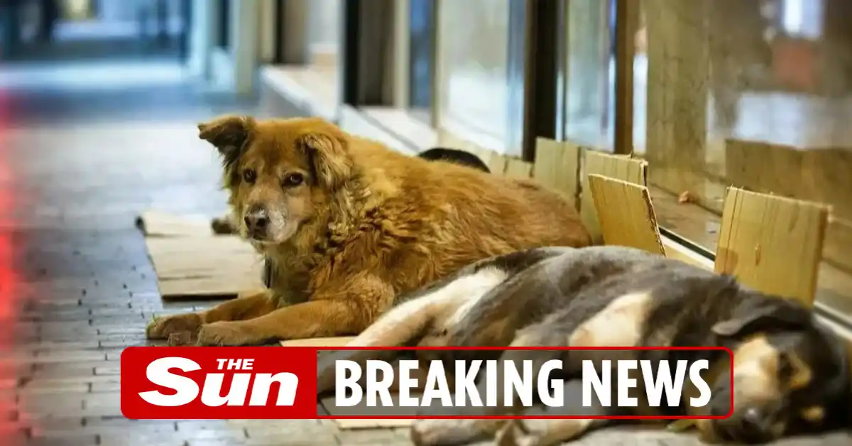 Image from The Sun: Brit dies from rabies after petting stray dog on holiday in Morocco ht...