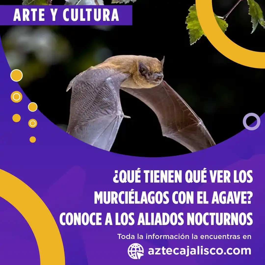 Image from TV Azteca Jalisco : ¿Cómplices?👀 Los murciélagos podrían ser aliados nocturnos del agave....