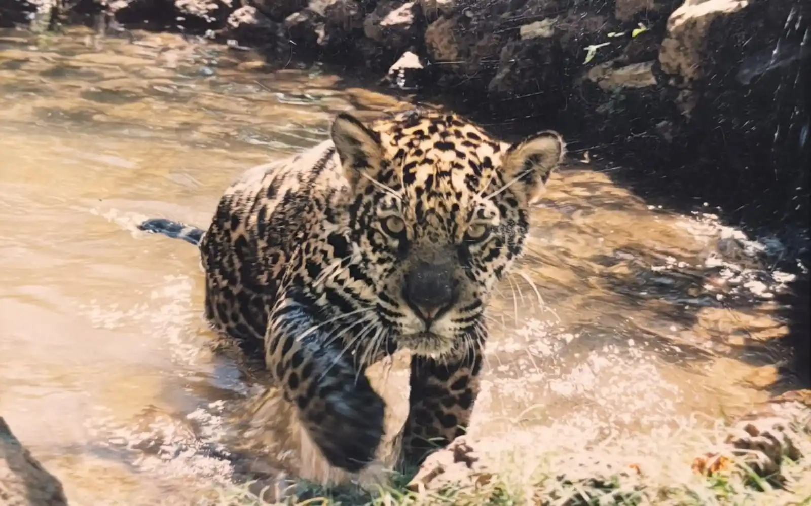 Image from O Popular: 🐆 *Onça-pintada mais velha que vivia em cativeiro morre aos 25 anos e...