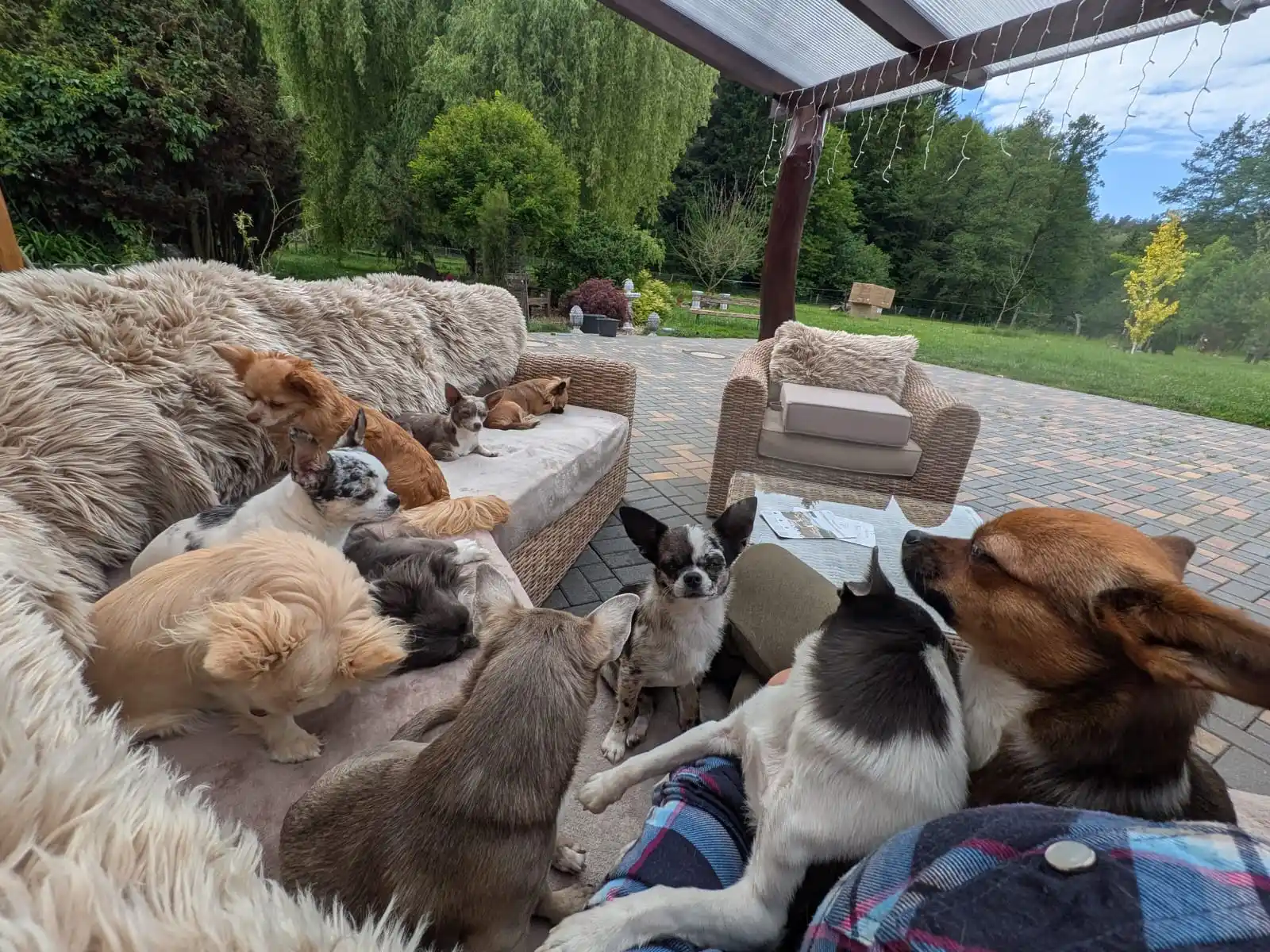 Image from Chihuahuas from the laughing Mountains 🐶: Endlich wird unser neu erbautes Dach genutzt! Ein weiterer, neuer Lieb...