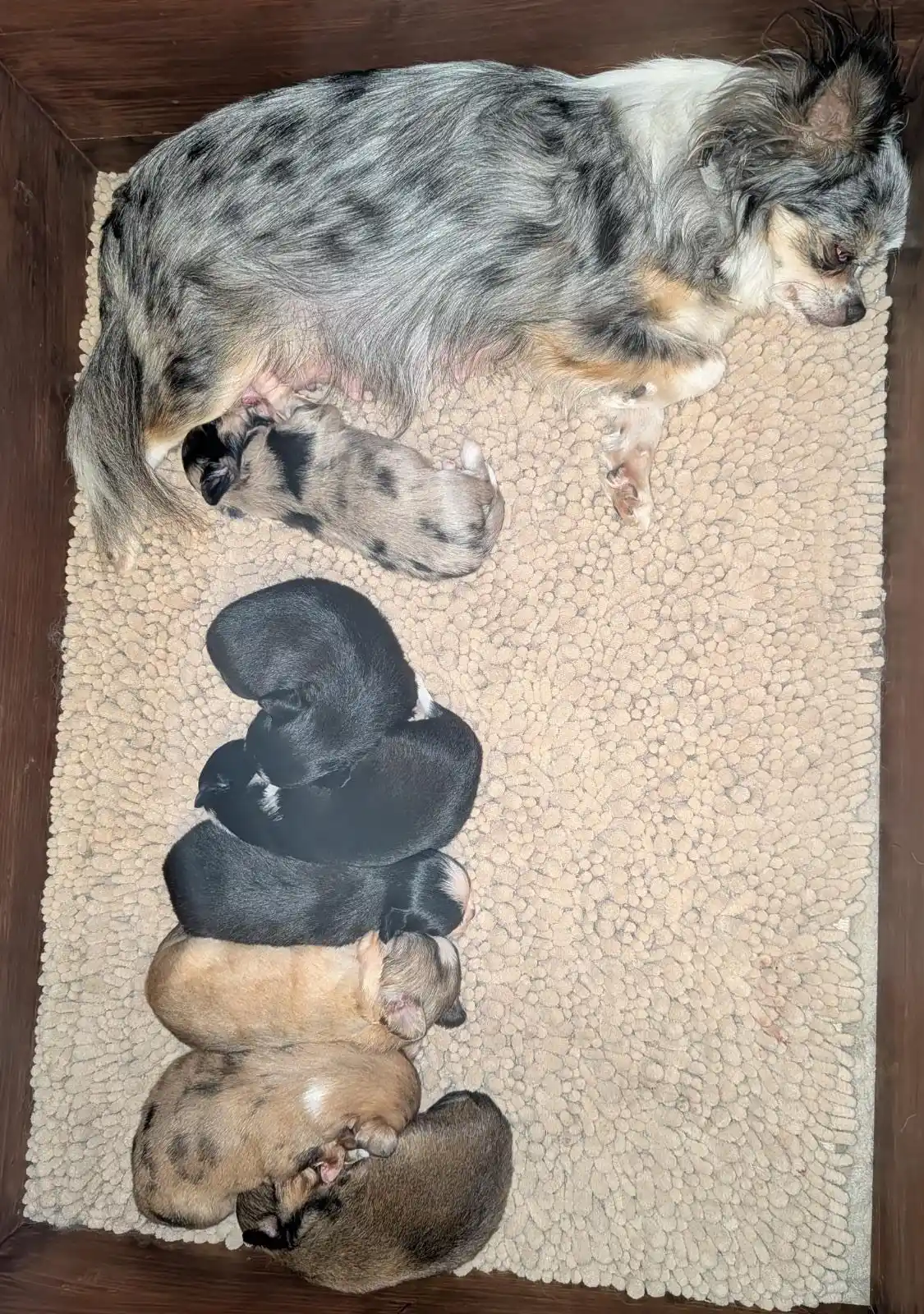 Image from Chihuahuas from the laughing Mountains 🐶: Farblich gut sortiert 🤭😅 Hier herrscht nicht nur Zucht, sondern auch...