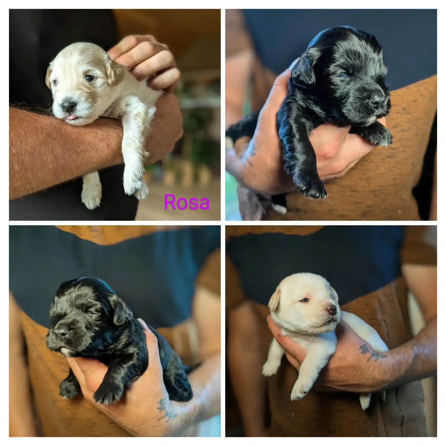 Image from Chihuahuas from the laughing Mountains 🐶: Ladies only! 💃🐶 Unsere vier Yuna-Girls haben sich für ein kleines Gr...