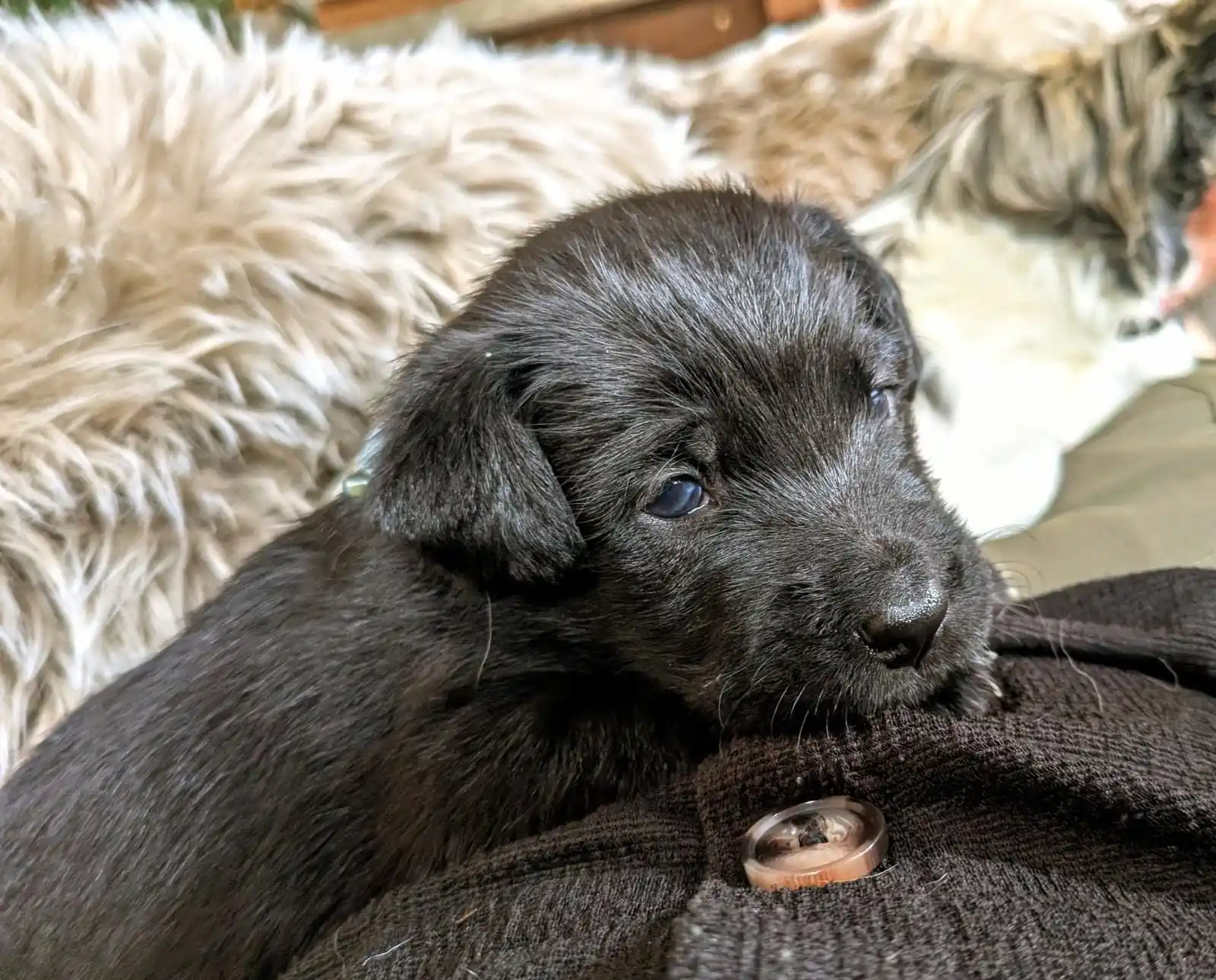 Image from Chihuahuas from the laughing Mountains 🐶: Unser kleiner Moppel „Sven“ 🥰 – einer der süßen Yuna-Babys – sucht no...