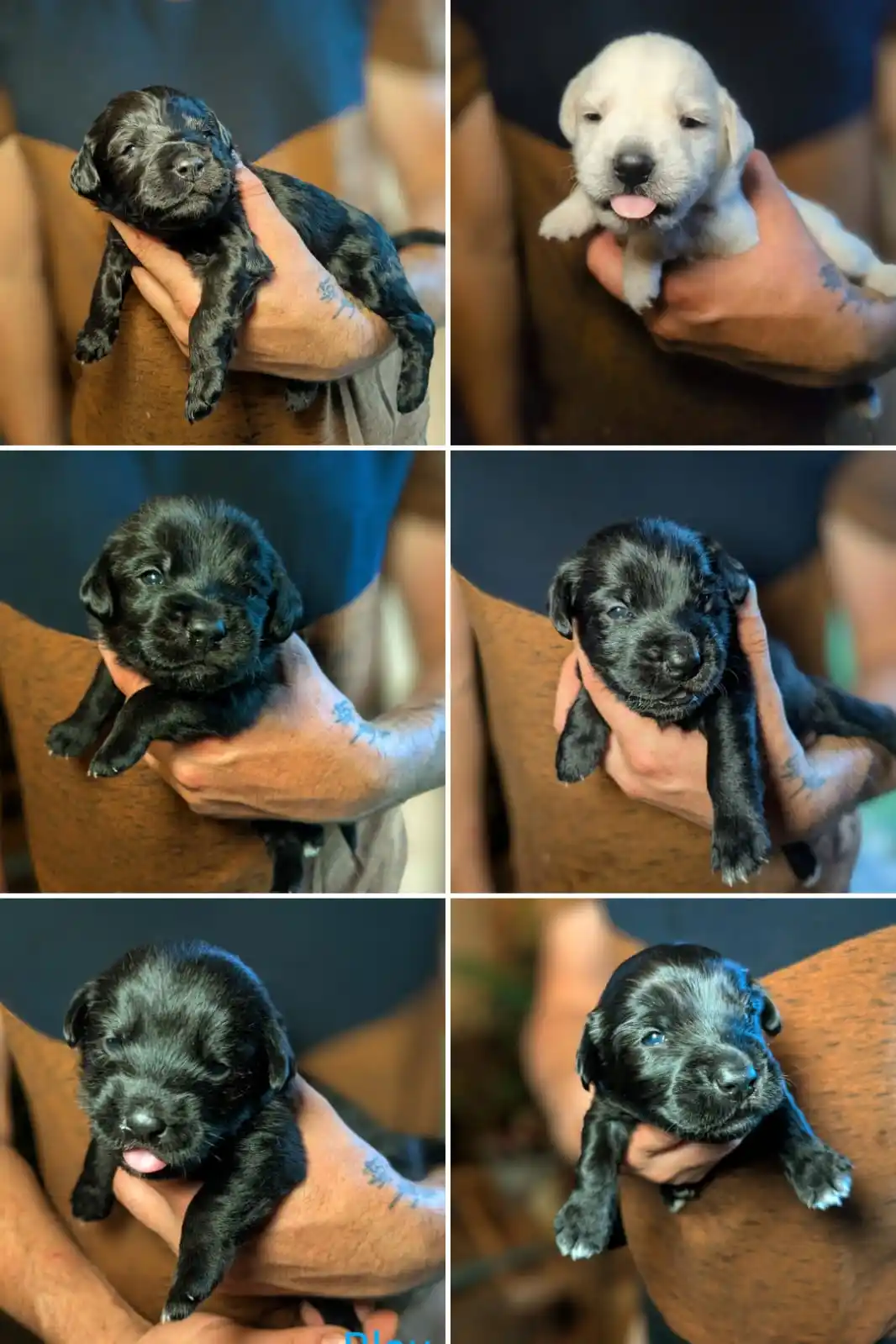 Image from Chihuahuas from the laughing Mountains 🐶: Unsere kleinen Yuna-Boys 💙 Sechs wundervolle Jungs mit ganz viel Char...