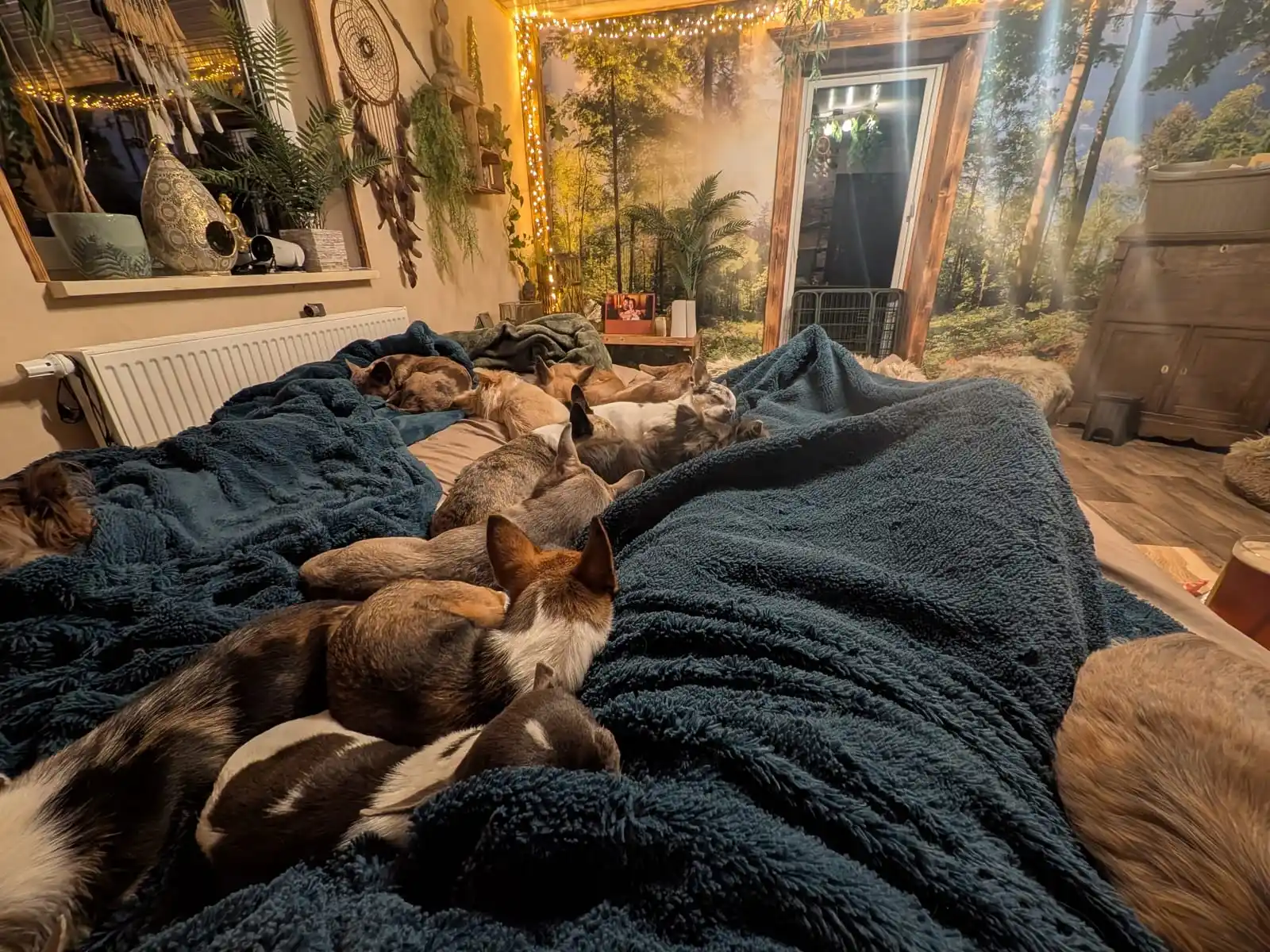 Image from Chihuahuas from the laughing Mountains 🐶: Viele staunen, wenn ich sage: Ja, unsere Hunde schlafen mit im Bett. ...