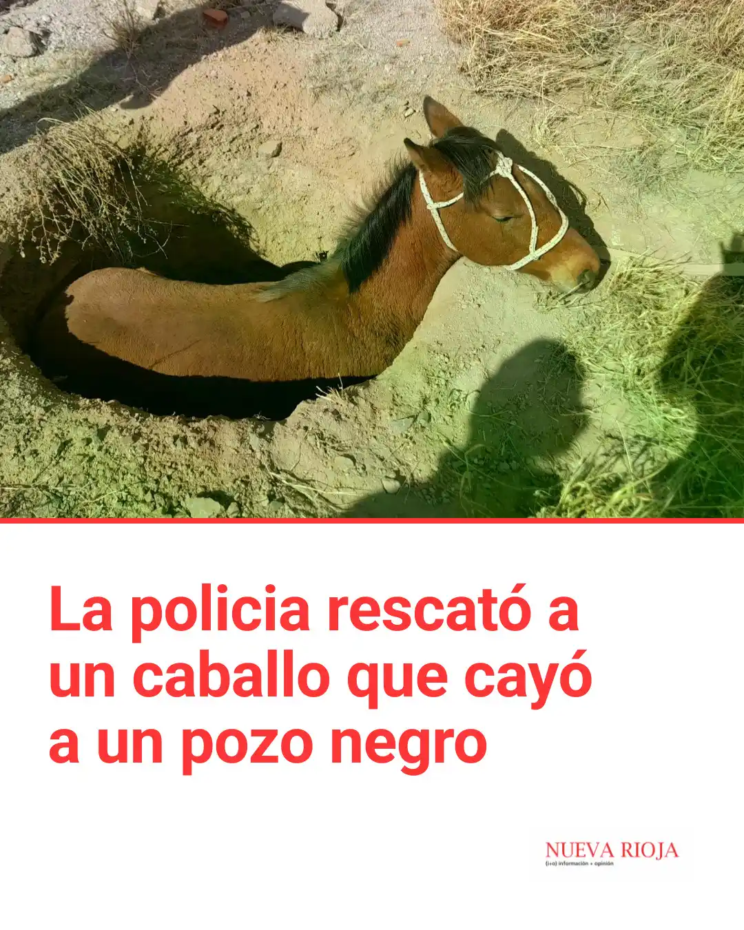 Image from Diario Nueva Rioja: 👮‍♂️LA POLICIA RESCATÓ A UN CABALLO QUE CAYÓ A UN POZO NEGRO  🐴El re...
