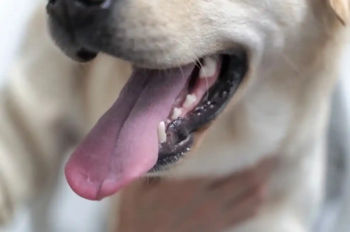 Image from Migrant.uz: 🐶 Қозонда муҳожир болакайга ит ҳужуми жанжалга олиб келди Қозонда Ос...