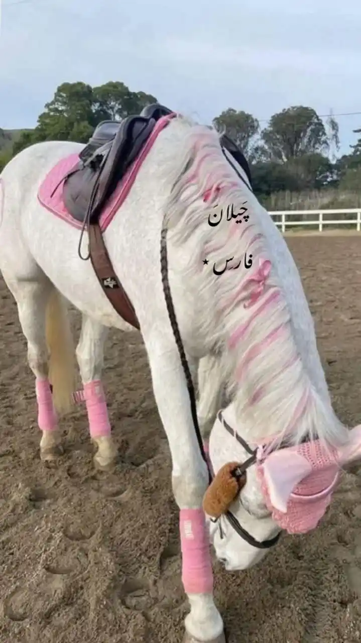 Image from 𝑷𝒊𝒏𝒕𝒆𝒓𝒆𝒔𝒕 🎀 ᡴꪫ ⋆ ࣪: - أبغۍِ هَذا الحِصَانّ يڪُون بِ حَياتِۍِٰ , 😣🤍🤍🤍🤍🤍🤍🤍🤍🤍🌍 َ''...