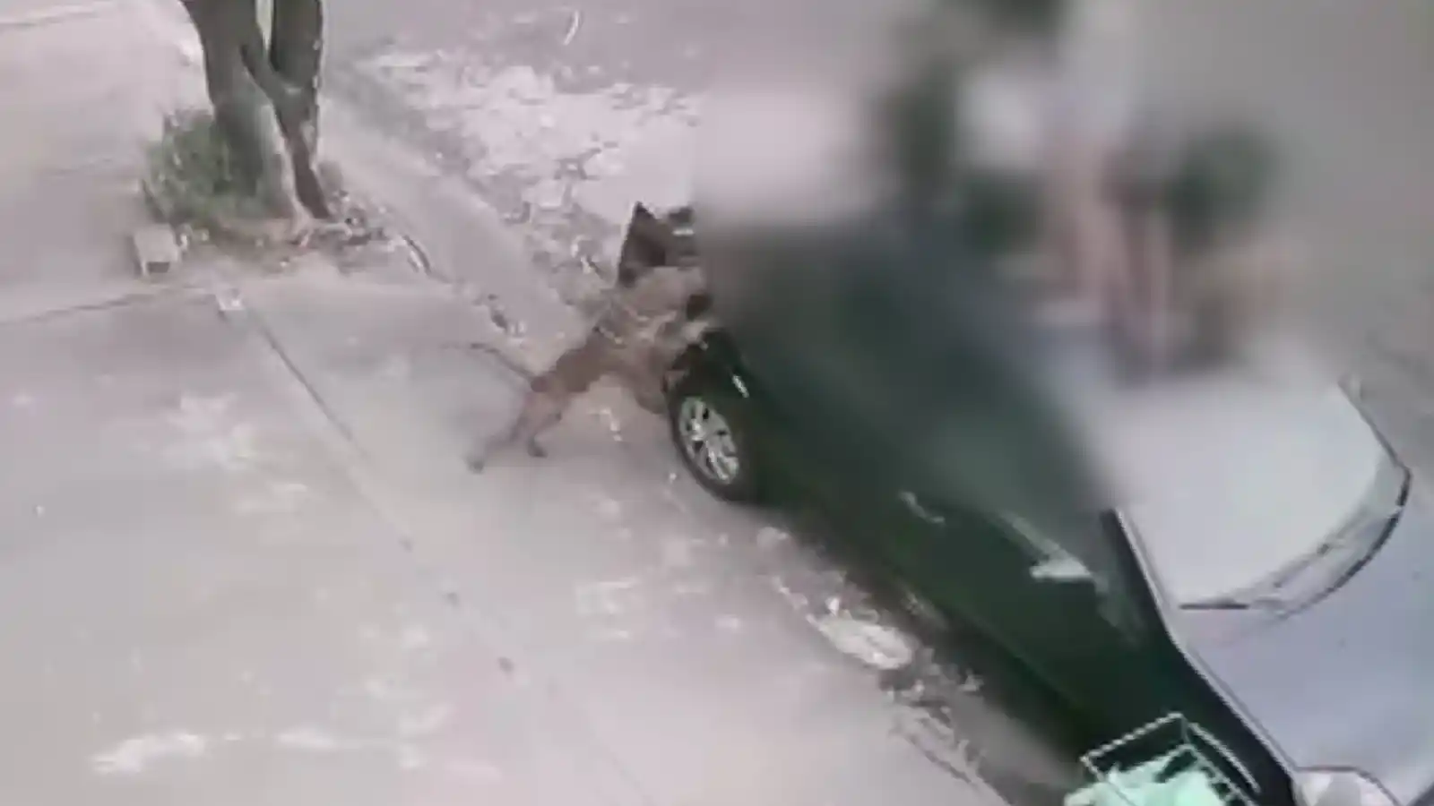 Image from g1: 'Foi uma coisa assustadora', diz mãe de adolescente atacada por pitbul...