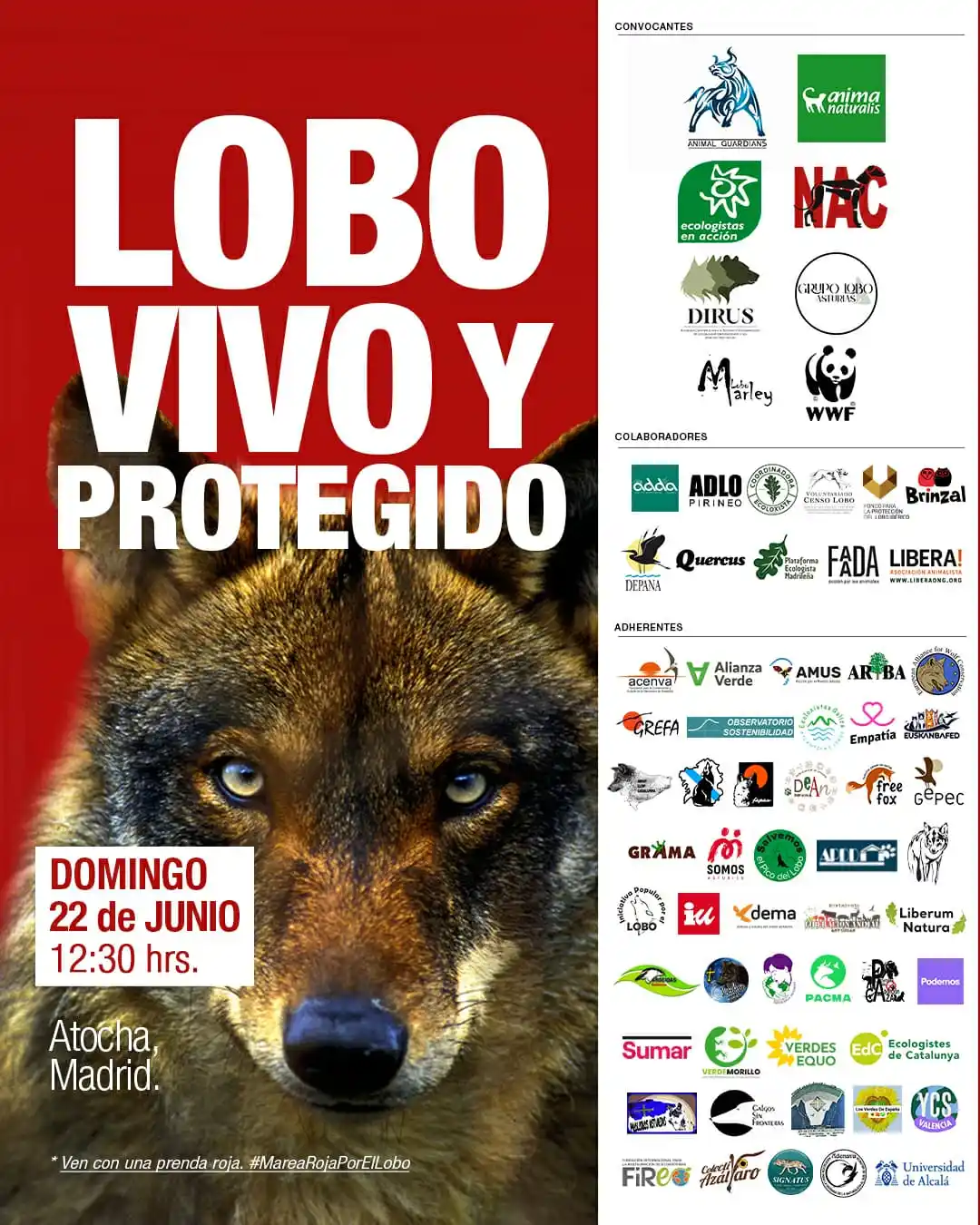 Image from PACMA: 🐺¡Defiende al lobo ibérico! 🙌Este domingo, 22 de junio, nos manifes...