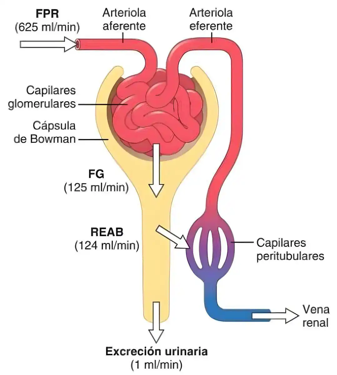 Image from Medicina Basada En Evidencia⚕️: ✳️El flujo plasmático renal (FPR) es el volumen de plasma que pasa por...