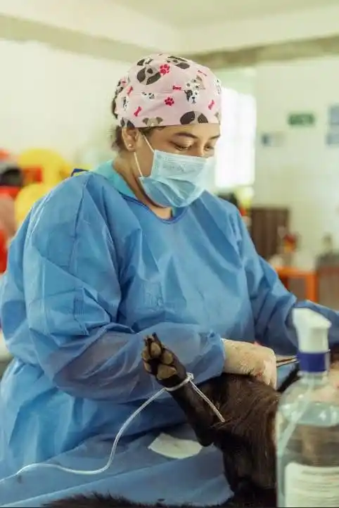 Image from Alcaldía de Pereira : EL HOSPITAL PÚBLICO VETERINARIO SUPERA LAS 3.300 ESTERILIZACIONES EN 2...