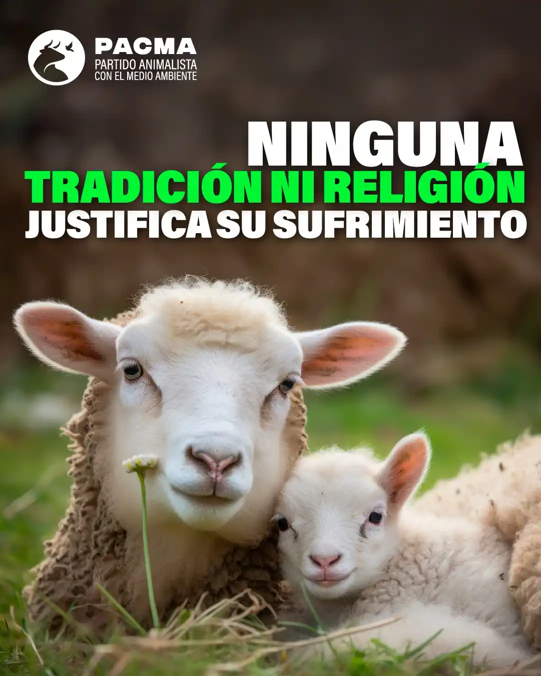 Image from PACMA: 🐑Miles de corderos morirán degollados este fin de semana.  ❌Miles de ...