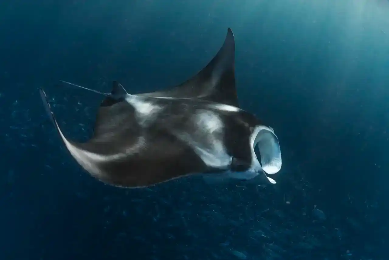 Image from National Geographic España: 🔎*DESCUBRIR*🔍  👀 Desde comienzos de mayo, un extraño episodio está ...