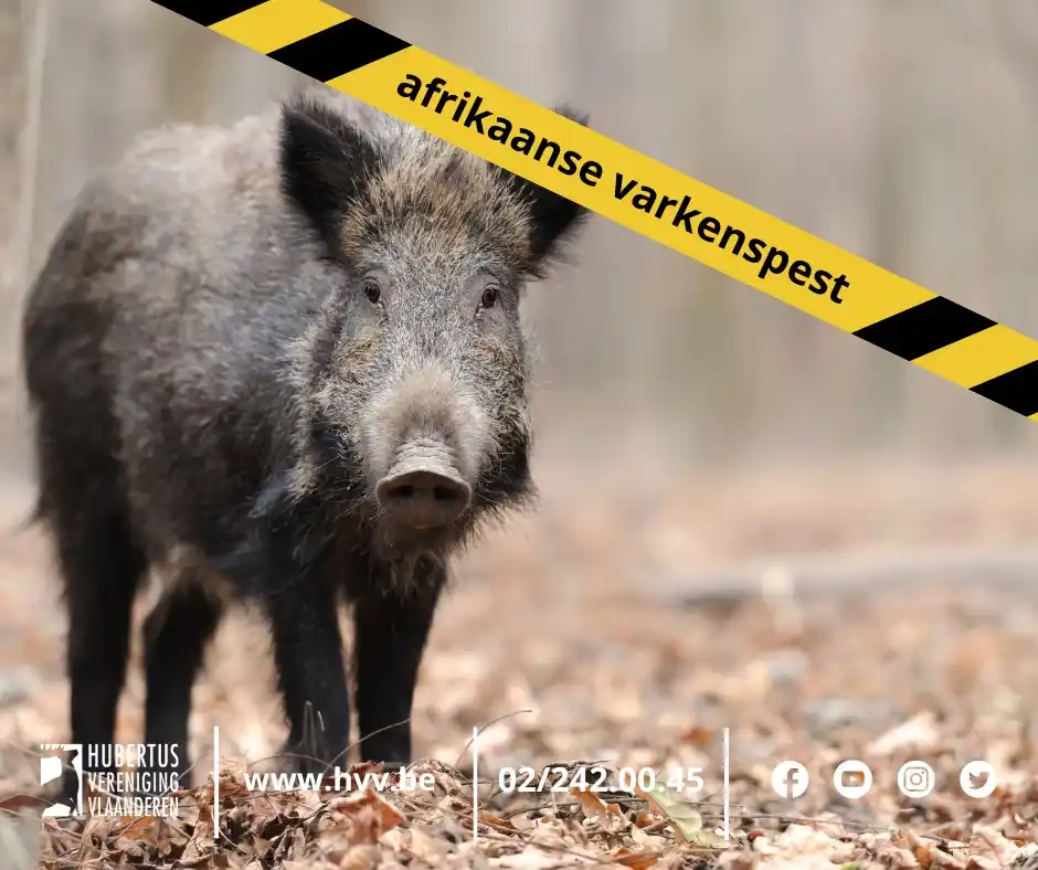 Hubertus Vereniging Vlaanderen post