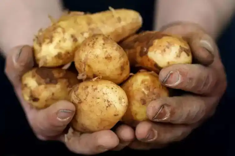 Image from Die RHEINPFALZ : 🥔 *Die Pfälzer Zauberknolle: die Kartoffel* Wenn die Rieslingschorle ...