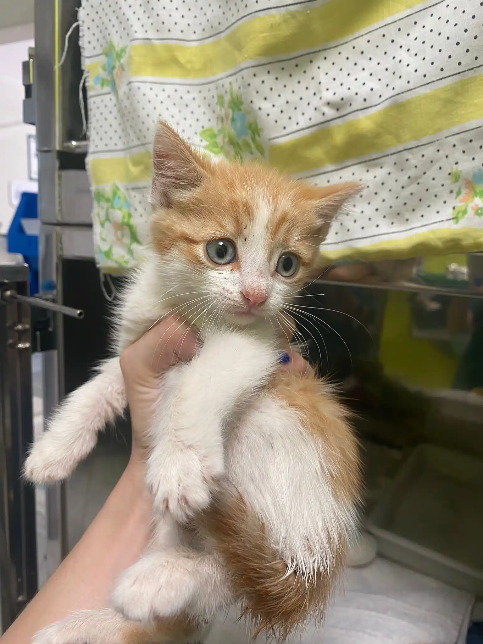 EL CAPITÁN animal project e.V. post