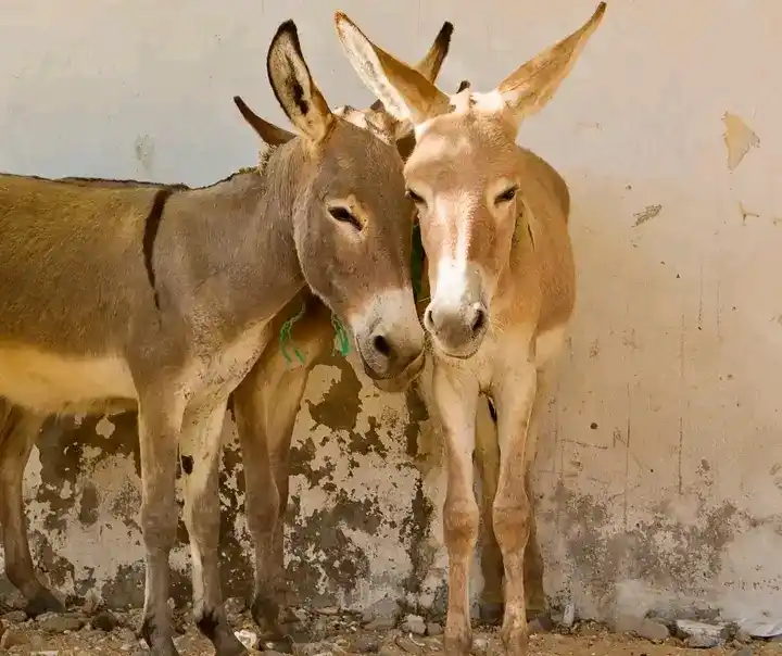 Image from Afrogazette News: 📰 *Donkeys Deserve Respect, Say Villagers in Bold Awareness Blitz*  G...