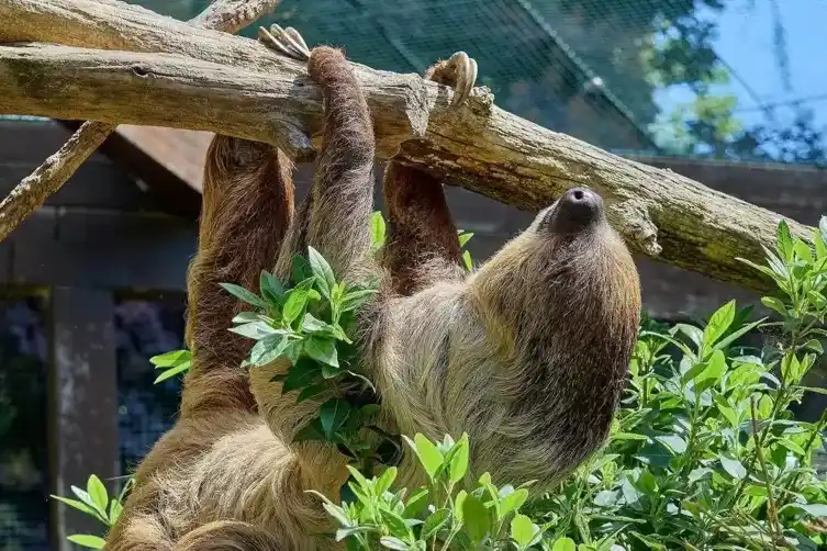 Image from Die RHEINPFALZ : 🦥🐵 *Erster Sommer für den Zoo-Nachwuchs* Der Heidelberger Zoo zeigt ...