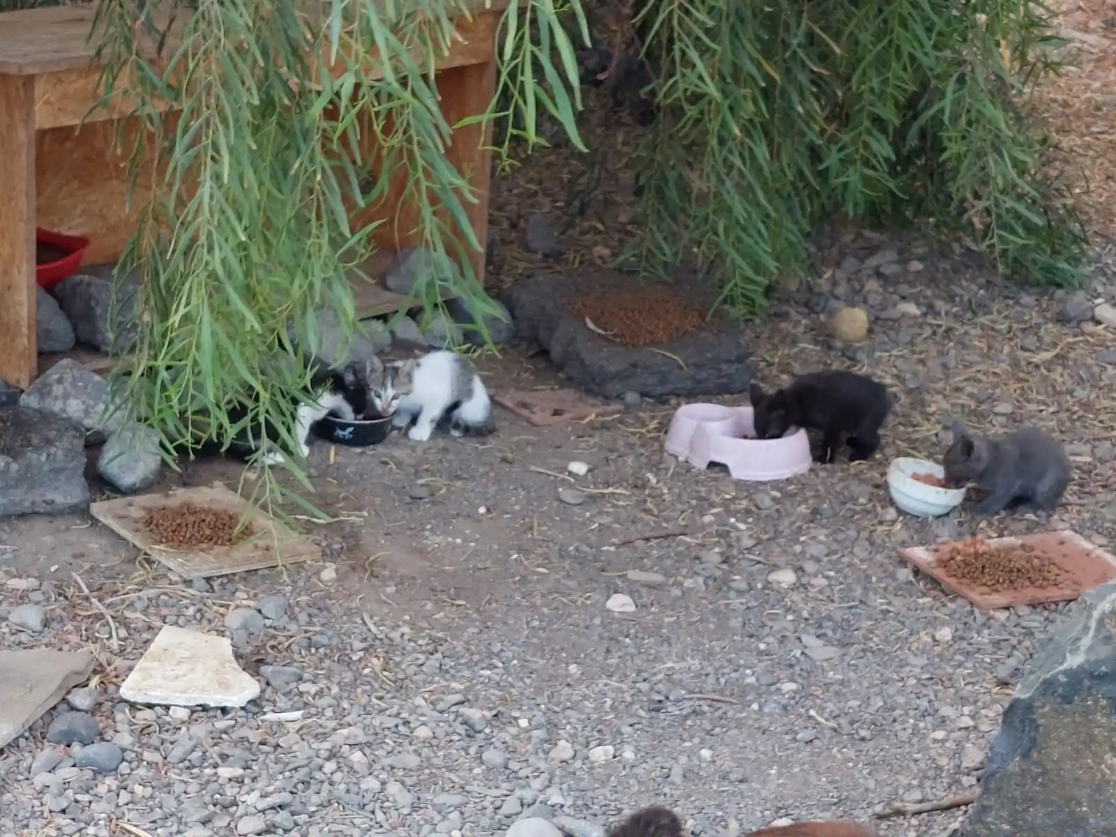 Image from EL CAPITÁN animal project e.V.: 🆘 Wir brauchen euch! 🆘  📍 Hagelunwetter auf Fuerteventura – nur ohn...