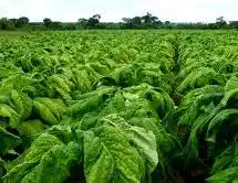 Image from Afrogazette News: Zimbabwe farmers have just set new tobacco record:   Sales have passed...
