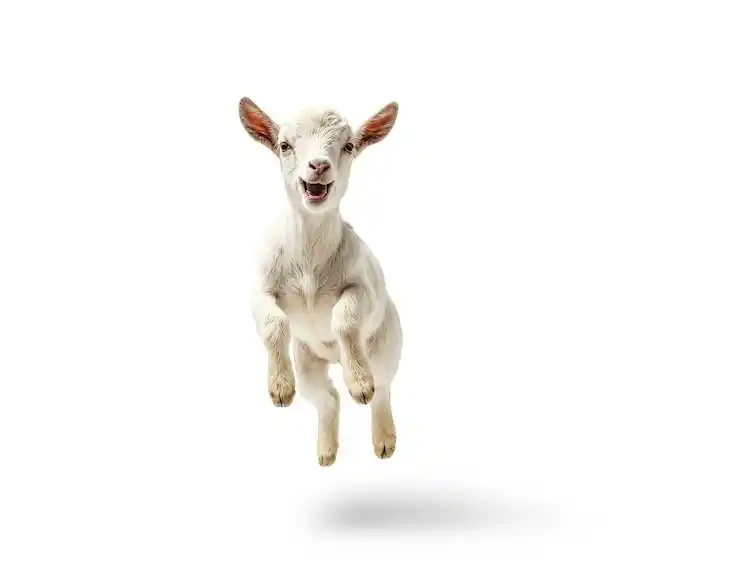 Image from Asonga Radio: *¿SABIAS QUE EL CAFÉ SE DESCUBRIÓ GRACIAS A UNAS CABRAS?*  Hace más de...