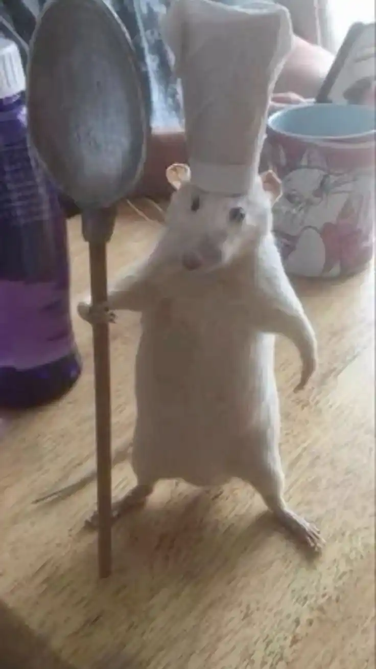 Memes Post-Urbano 🦧🕷️ post