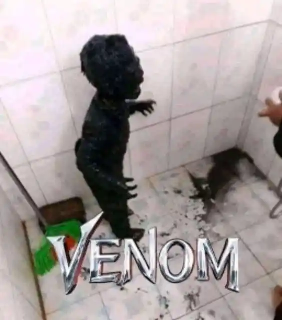Memes Post-Urbano 🦧🕷️ post