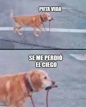 Memes Post-Urbano 🦧🕷️ post