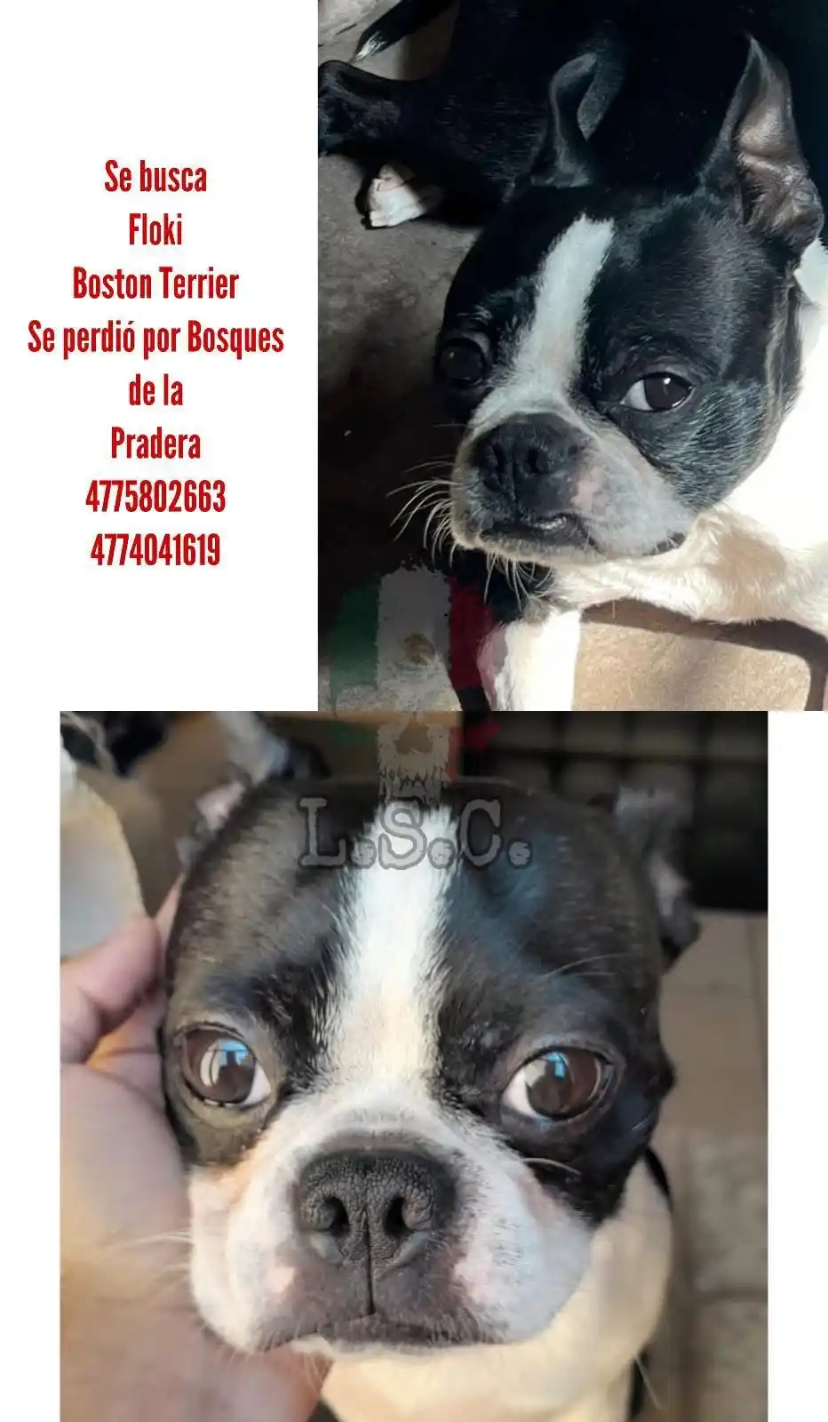 Image from L.S.C 🇲🇽💀: El día de ayer se salió nuestro perrito por la colonia bosques de la p...