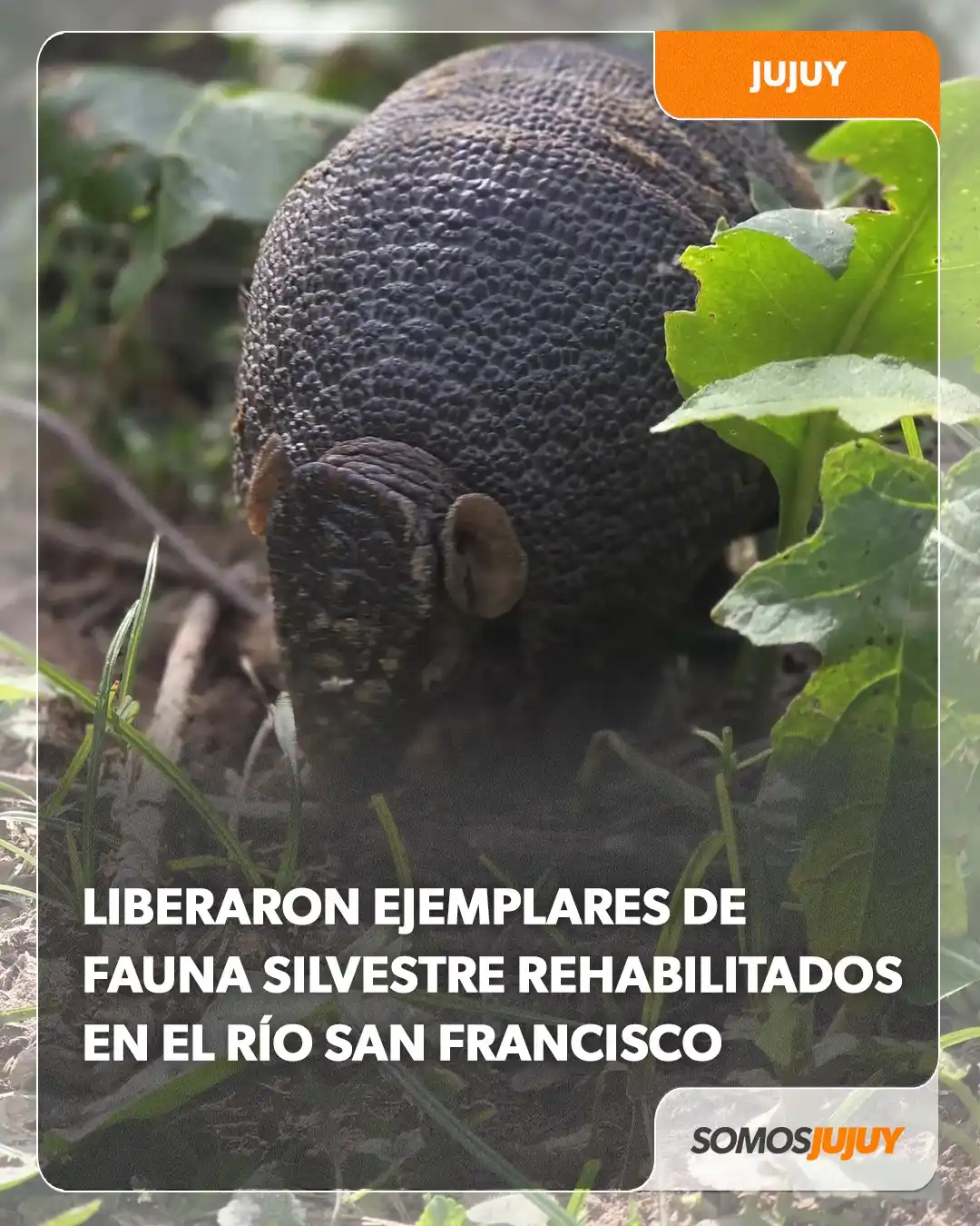 Image from Somos Jujuy - Noticias : 🌿 El Ministerio de Ambiente de Jujuy llevó adelante la liberación com...