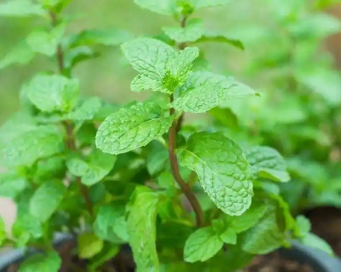 Image from Natural Remedies Official 🇿🇼✨️: *Jeko Gono* *Tsvaga mutamba monokwatura makwande woisa mumvura pota u...