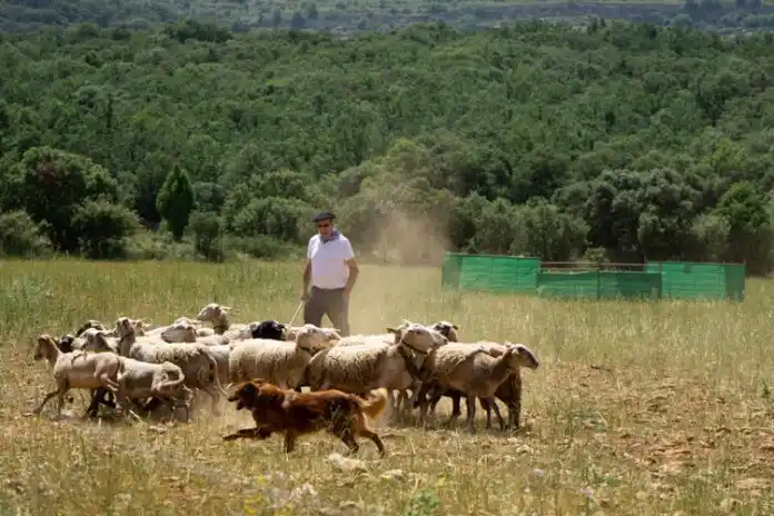 Image from DiaDia: 📸 Les fotos. Concurs de gossos de rabera d’Ares del Maestrat https:/...
