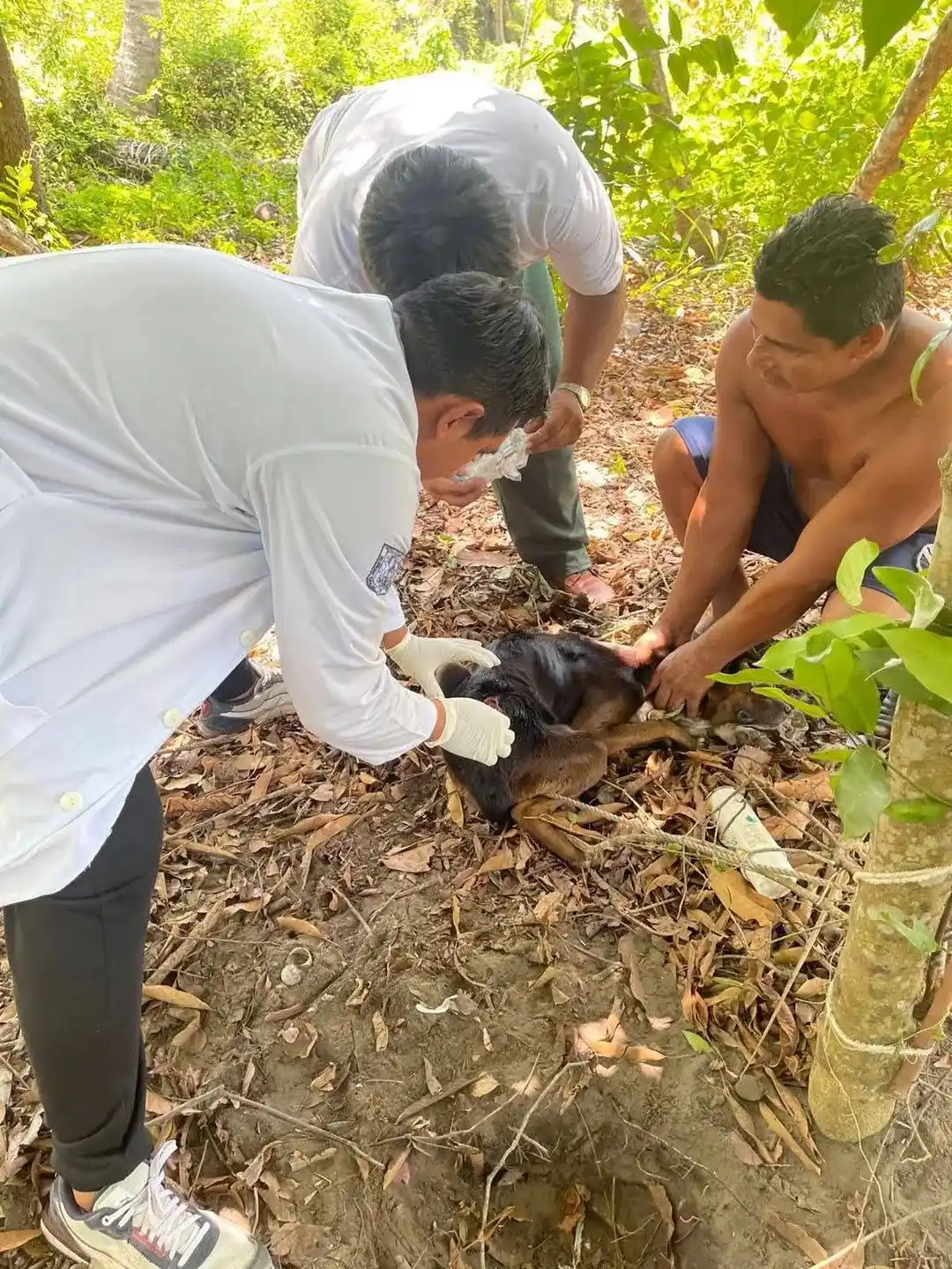 Image from Sintexto Noticias Tabasco: *NOTICIAS DE CAMPECHE*  👉El veterinario Rosario Baqueiro Acosta alert...