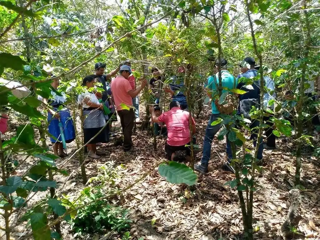 Image from Sintexto Noticias Tabasco: *📍Noticias de Chiapas*  👉Productores de café en Chiapas, acompañados...