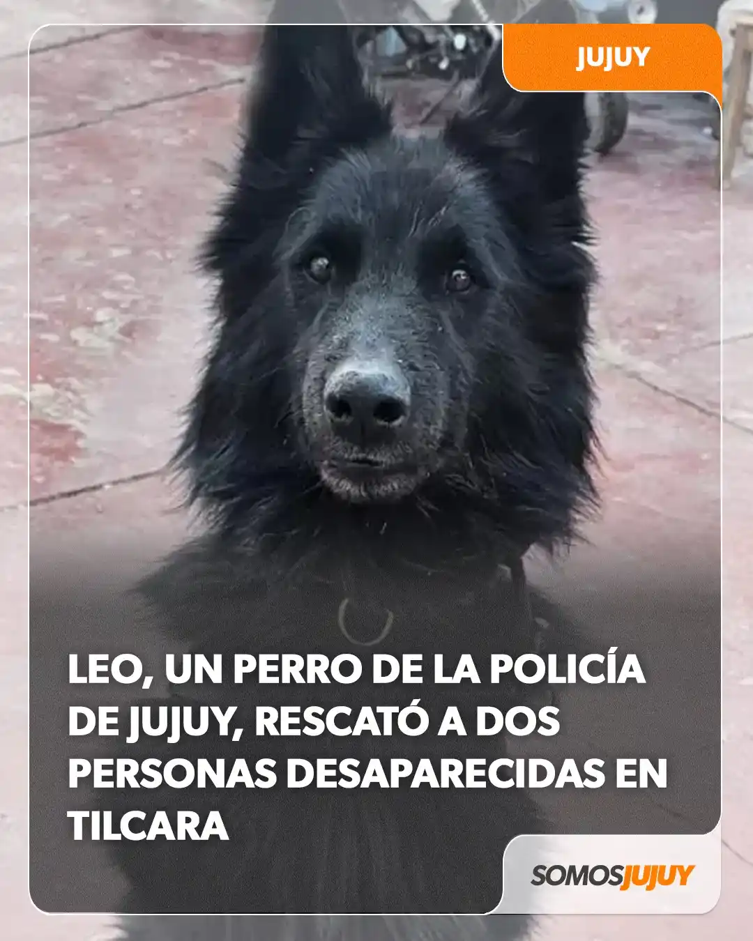 Image from Somos Jujuy - Noticias : 🐶 Tras un rápido operativo de búsqueda, el can Leo de la Unidad Espec...