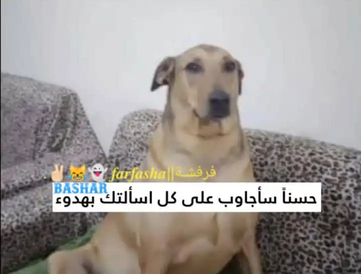 Image from - نكت فرفشة😹👻. نكت ملصقات ستوريات فيديوهات صور اقتباسات اغاني حب حزن: انت مستغرب كيف الاستاذ عرف انك غاشش الإجابة من Chat GPT اول سطر مكتوب ...