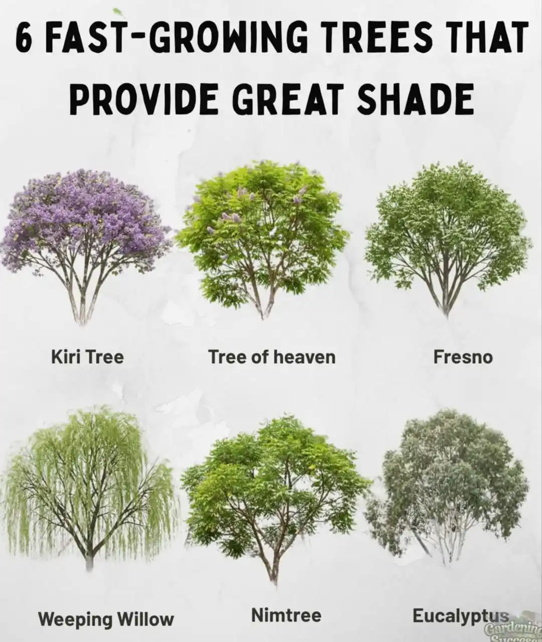 Image from Rahul Mishra Professional Desk: 🌳 Fast-growing trees that bring cooling shade: ✨ Kiri Tree – lush and...
