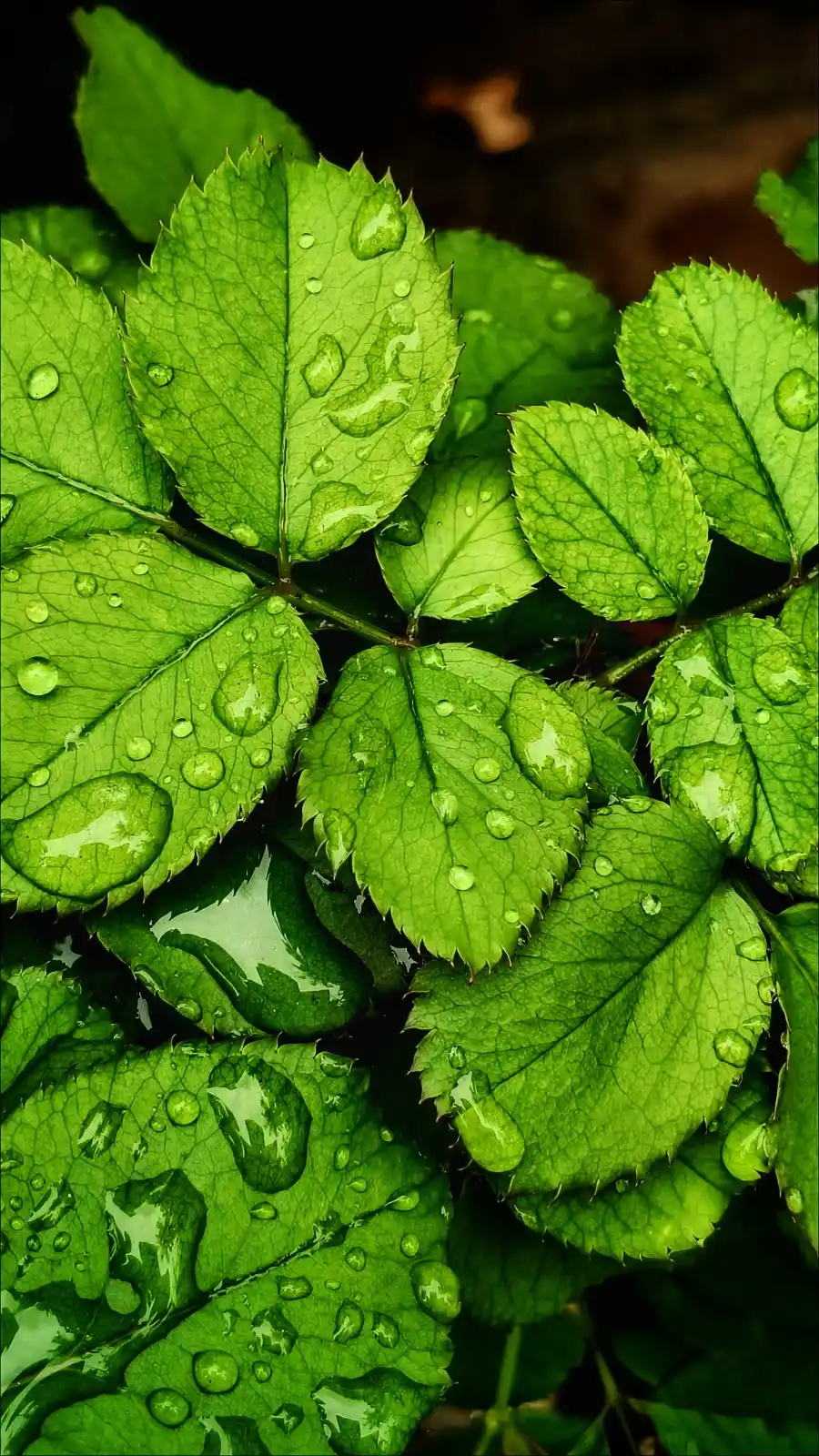 OPPO Personal Shopper post