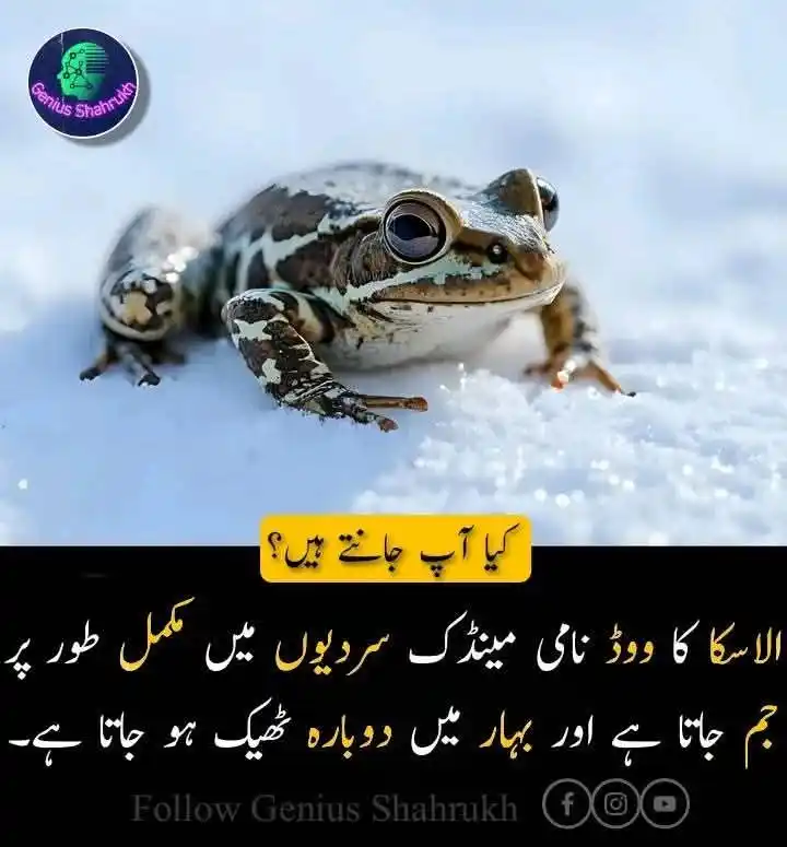 Image from چاغی پریس کلب(سی پی سی): قدرت میں ایسی بے شمار مخلوقات پائی جاتی ہیں جو اپنے حیرت انگیز نظامِ ح...