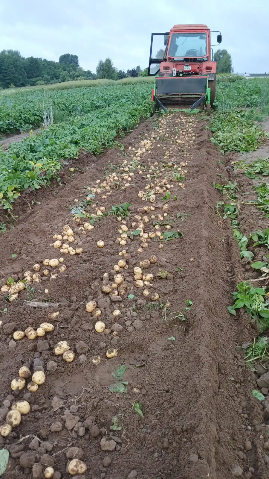 Image from Torney Landfleischerei : 🚜 Neuigkeiten von der Torney Landwirtschaft! 🌿 ERNTEFRISCH UND REGI...
