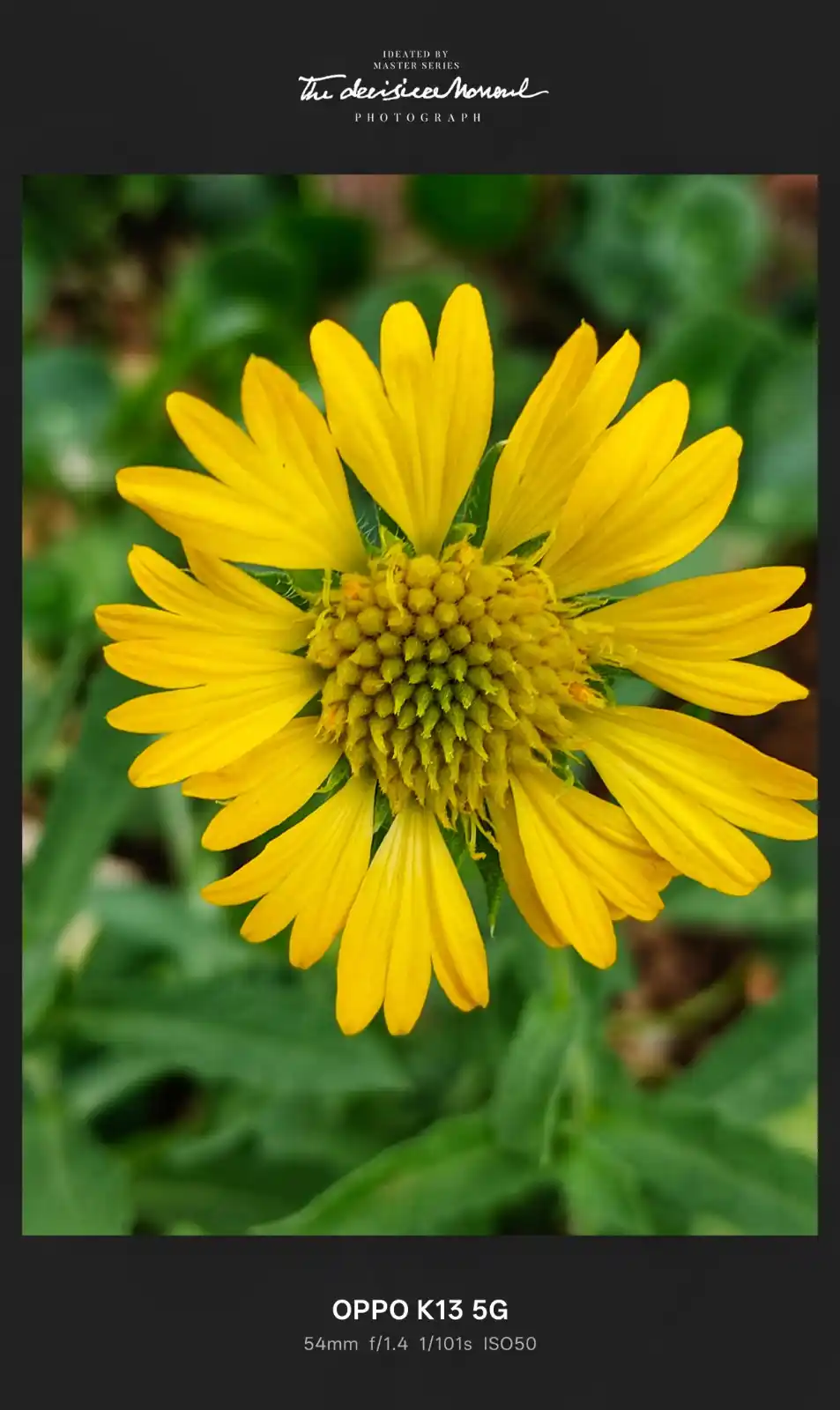Image from OPPO Personal Shopper: Tiny petals, massive impact.💛 Zoomed into nature’s perfection with OP...