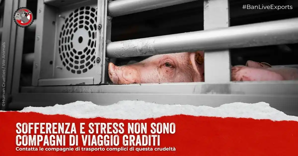 CIWF Italia post
