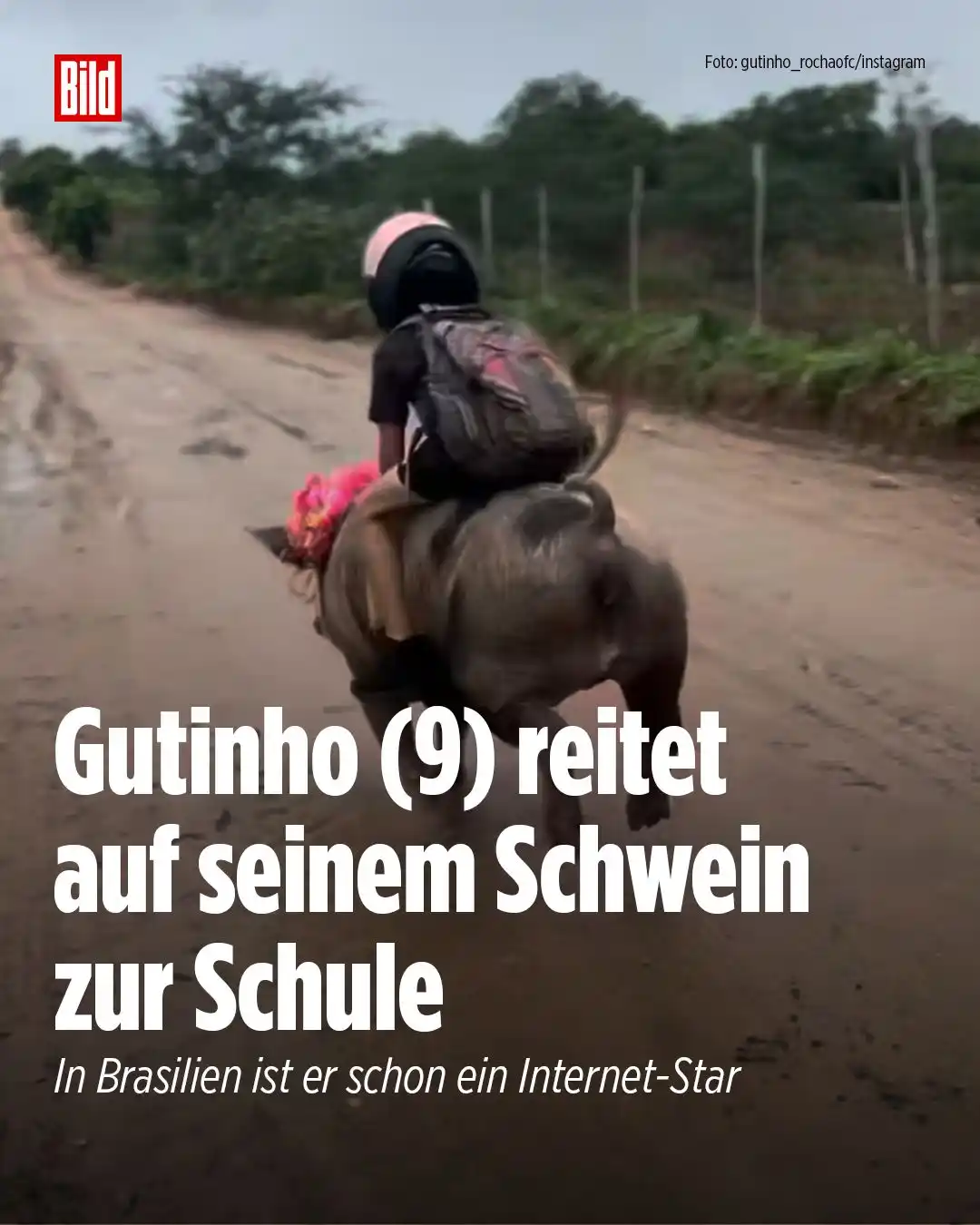 Image from BILD: 🐷🚀 Schulweg mal anders: Während andere den Bus nehmen, reitet Gutinh...