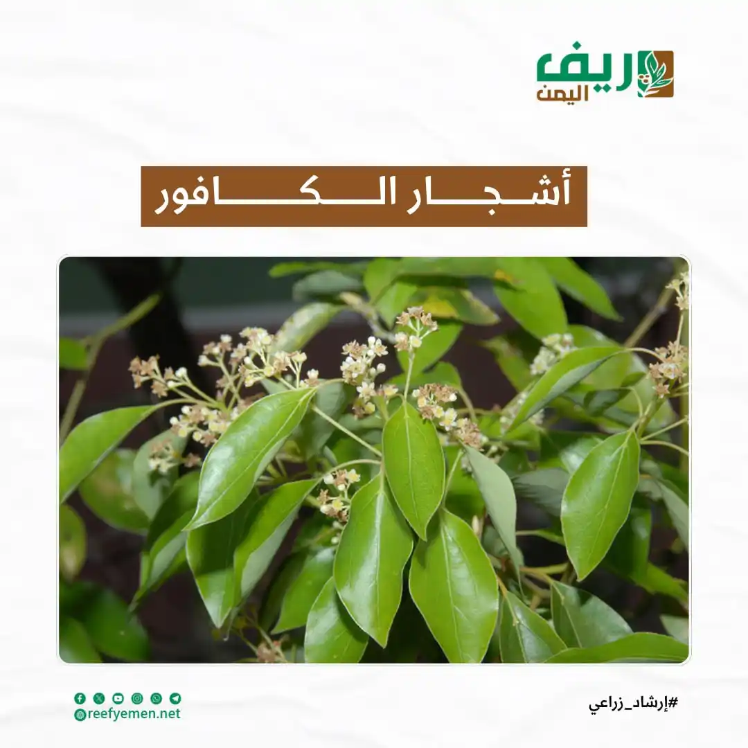 Image from منصة ريف اليمن: *أشـــجــار الــكــافــور*    تُعتبر الكافور من الأشجار دائمة الخضرة و...