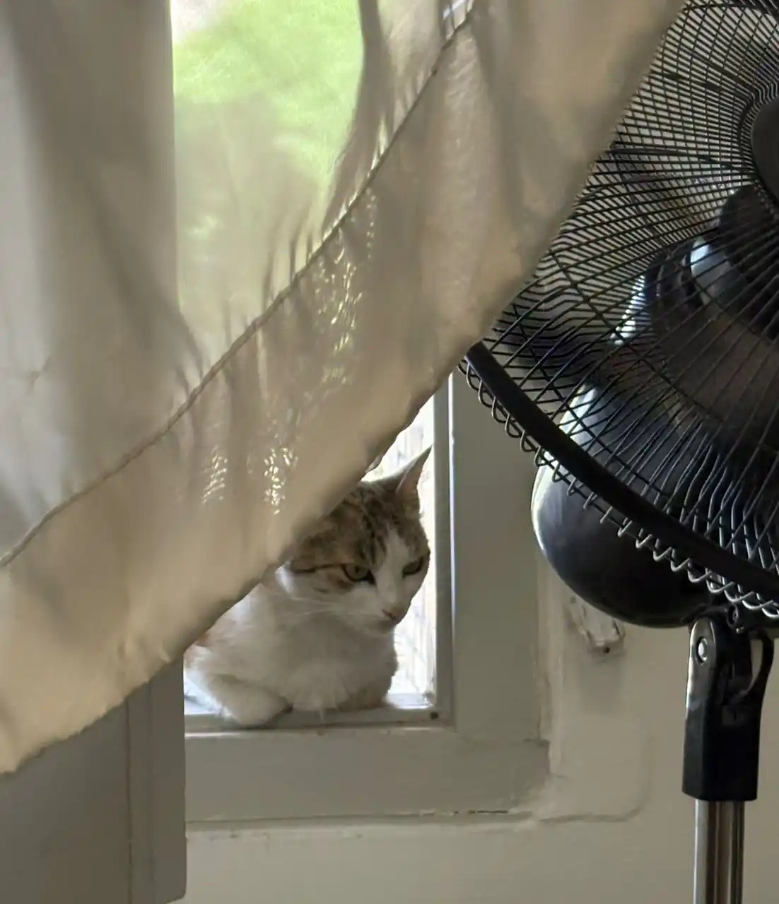 Image from سهند ایرانمهر: ✔️من و نظامی و گربه  ✍🏻سهند ایرانمهر  رمان دوم که تمام شد و‌ فرستادم ...