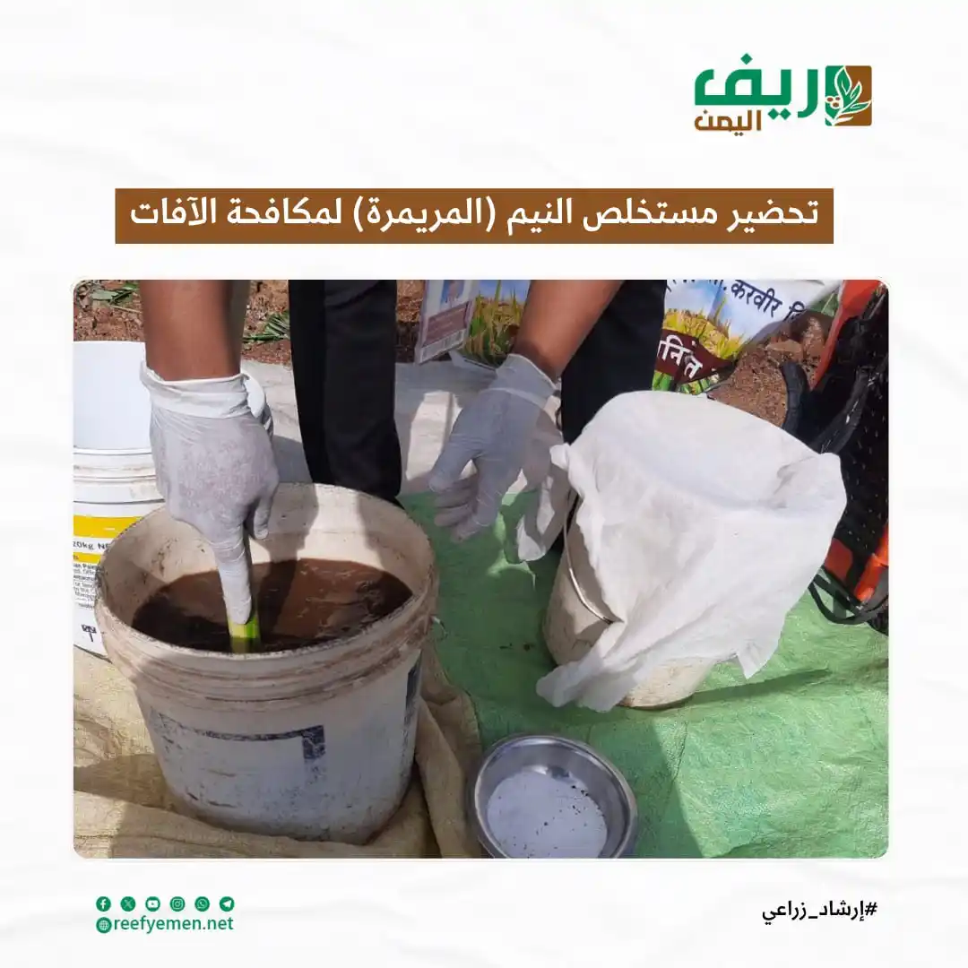 Image from منصة ريف اليمن: *طريقة الحصول على مستخلص النيم (المريمرة) لمكافحة الآفات الحشرية* في...