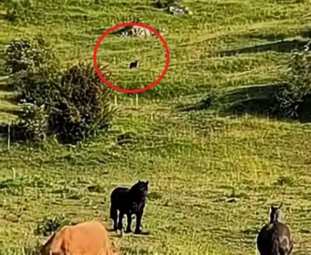 Image from Diario de Valderrueda: *VÍDEO/ Un lobo caza a plena luz del día a las puertas de Burón* https...